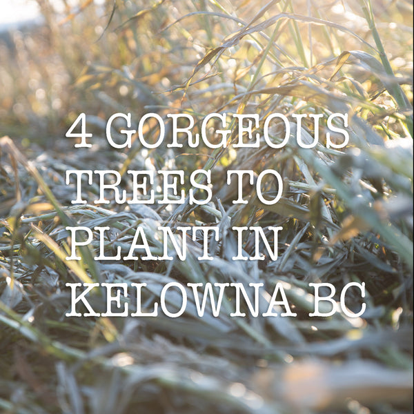 4 GORGEOUS TREES TO PLANT IN KELOWNA BC