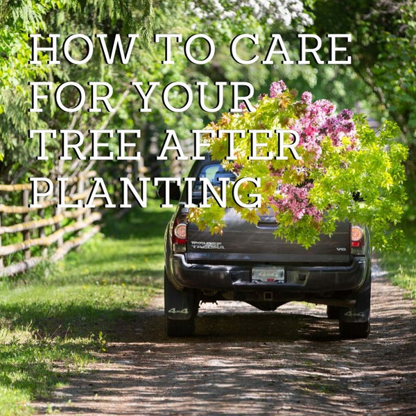 How To Care for Your Tree After Planting