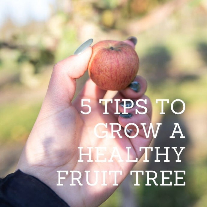 5 Tips to Grow a Healthy Fruit Tree