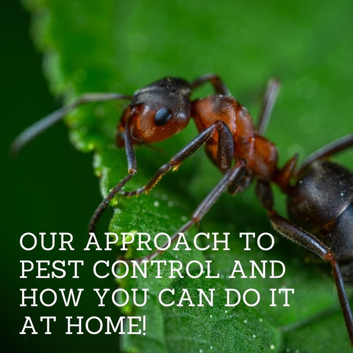 Our Approach to Pest Control and How You Can Do It At Home!