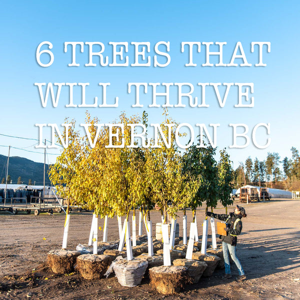 6 TREES THAT WILL THRIVE IN VERNON BC