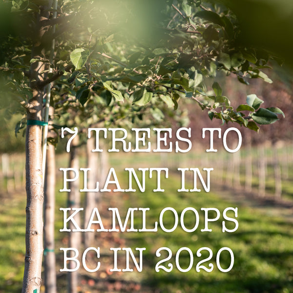 7 TREES TO PLANT IN KAMLOOPS BC IN 2020