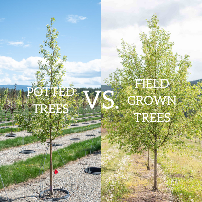 Potted Vs. Field Grown Trees