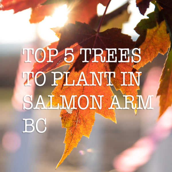 TOP 5 TREES TO PLANT IN SALMON ARM BC