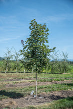 Load image into Gallery viewer, Deborah Maple | Field Grown - Purple Springs Nursery