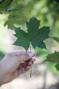 Deborah Maple | Field Grown - Purple Springs Nursery