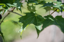 Load image into Gallery viewer, Unity Sugar Maple | Field Grown - Purple Springs Nursery