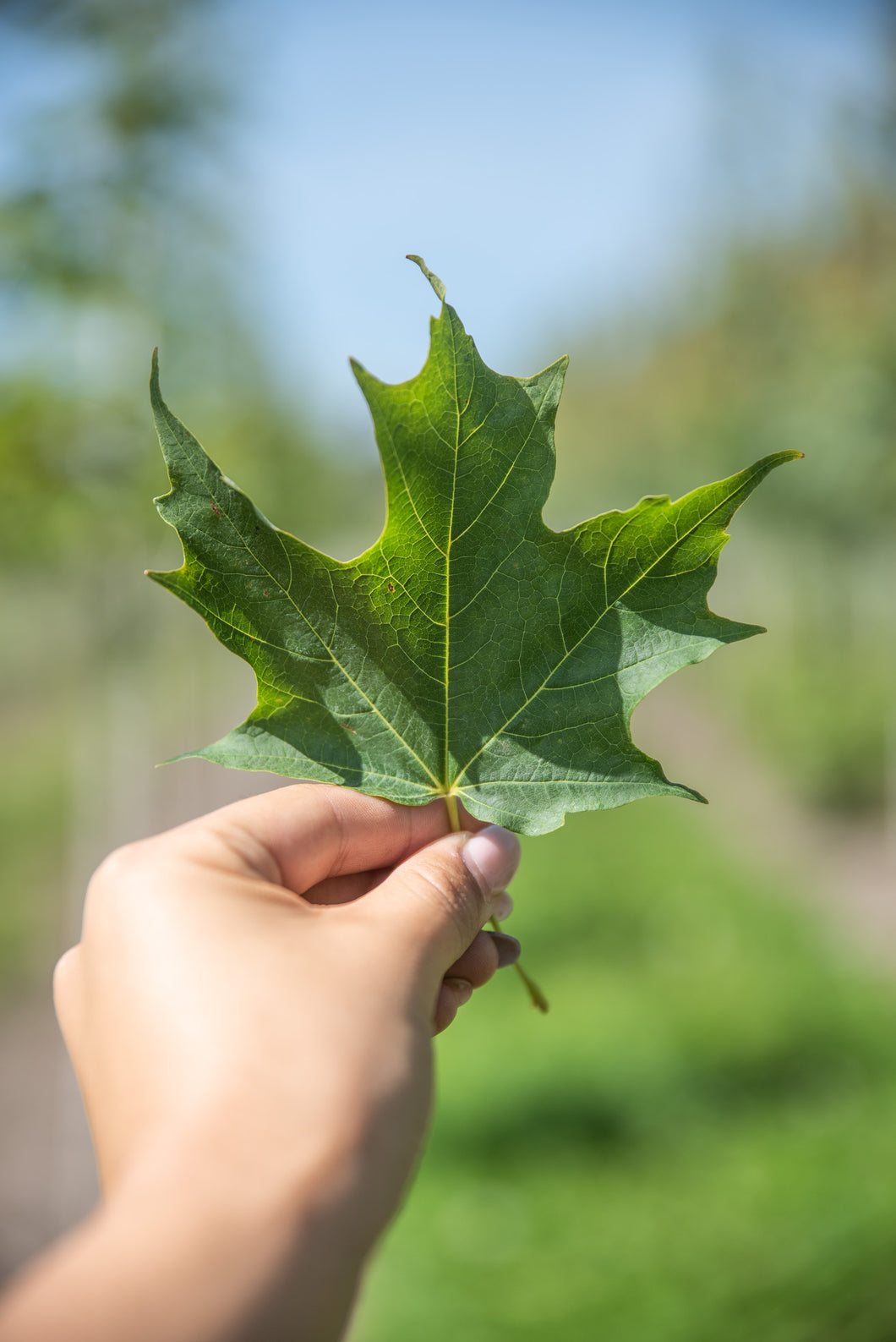 Unity Sugar Maple | Field Grown - Purple Springs Nursery