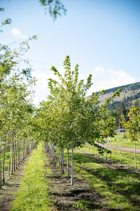 Sienna Glen Maple | Field Grown - Purple Springs Nursery