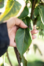 Load image into Gallery viewer, Sienna Glen Maple | Field Grown - Purple Springs Nursery