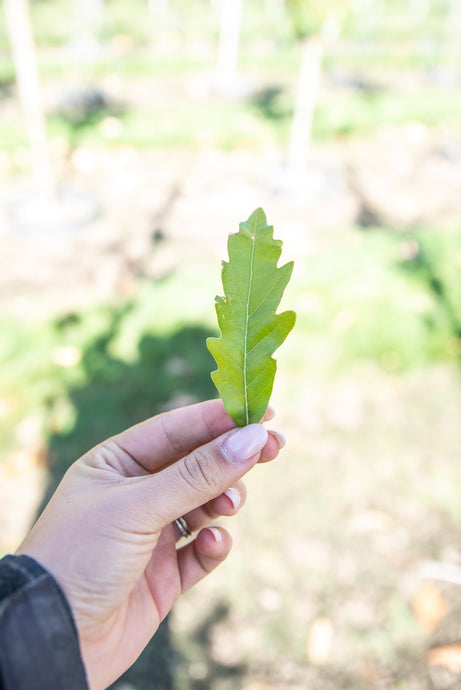 Skinny Genes Columnar Oak | Field Grown - Purple Springs Nursery