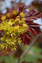 Load image into Gallery viewer, Deborah Maple | Field Grown - Purple Springs Nursery