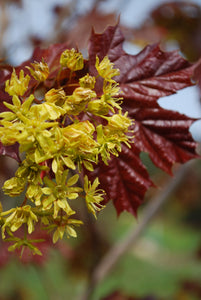 Deborah Maple | Field Grown - Purple Springs Nursery