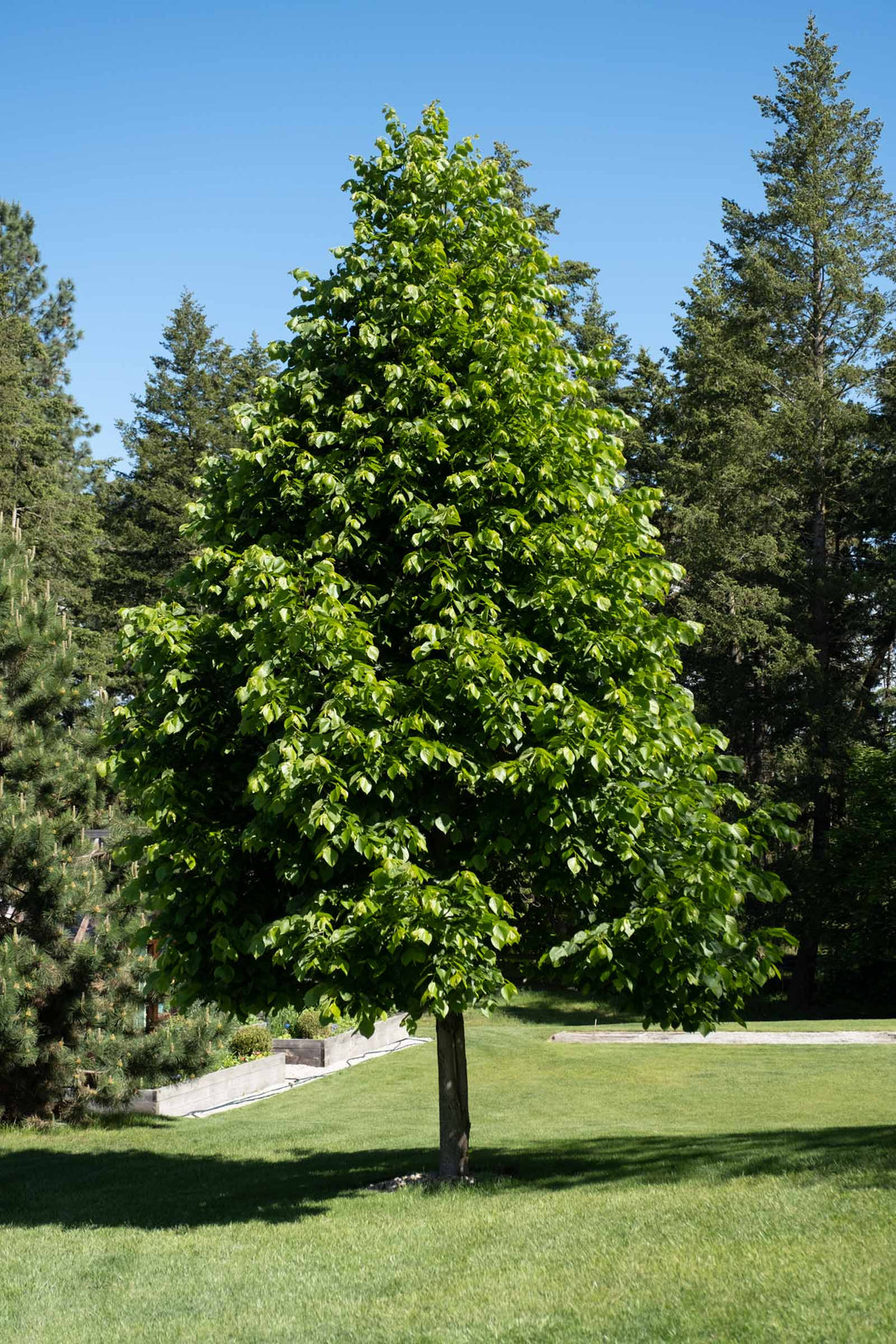 American Sentry Linden - Purple Springs Nursery