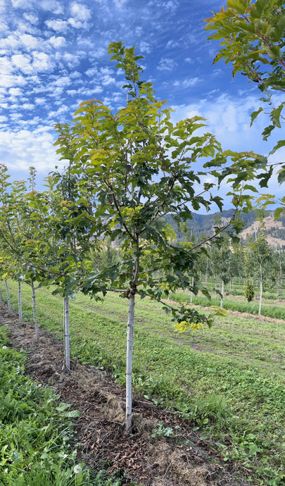 Amur Maple Tree