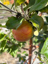 Load image into Gallery viewer, Honeycrisp Apple