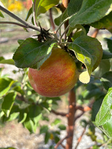 Honeycrisp Apple