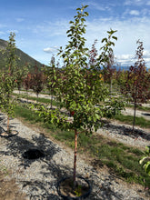 Load image into Gallery viewer, Honeycrisp Apple