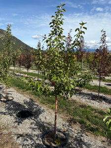 Honeycrisp Apple