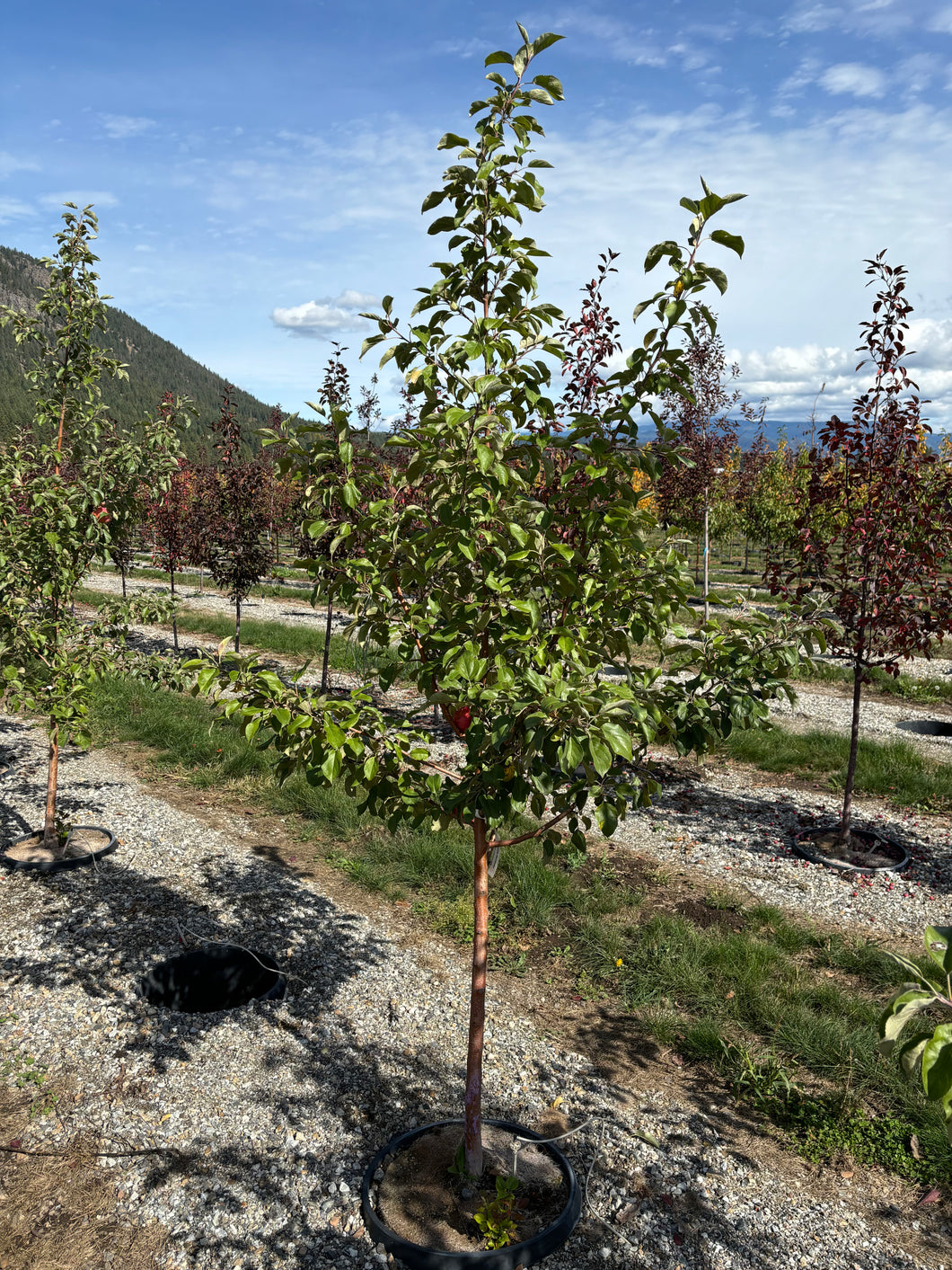 Honeycrisp Apple