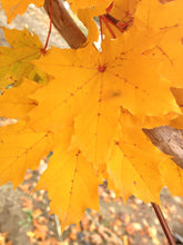 Load image into Gallery viewer, Deborah Maple | Field Grown - Purple Springs Nursery