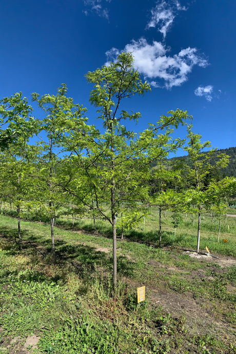 Northern Acclaim Honeylocust