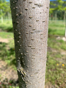 Northern Acclaim Honeylocust