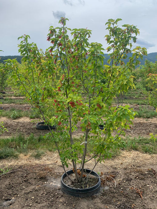 Amur Maple Multi Stem