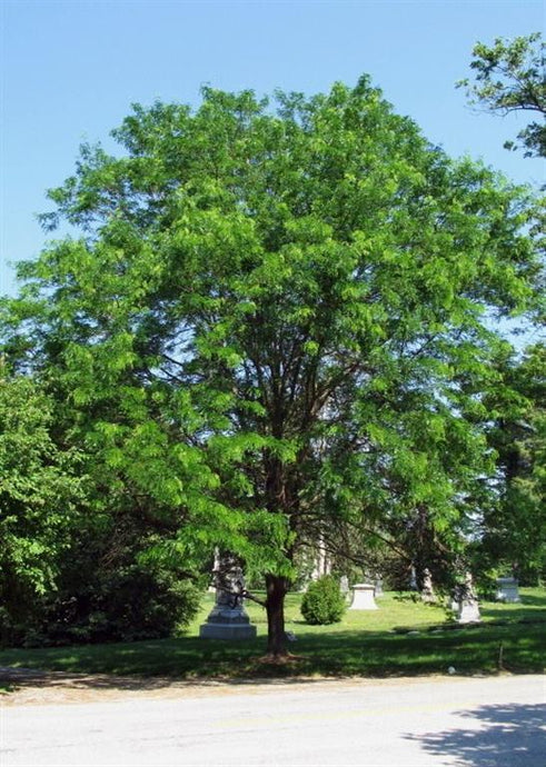 Skyline Honeylocust | Field Grown - Purple Springs Nursery