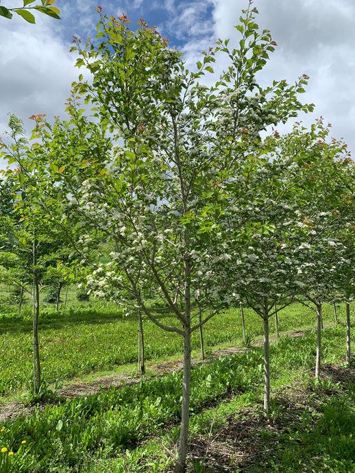 Winter King Hawthorn | Field Grow - Purple Springs Nursery