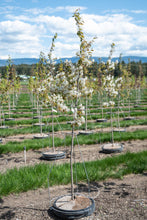 Load image into Gallery viewer, Autumn Brilliance Serviceberry (Tree Form) - Purple Springs Nursery