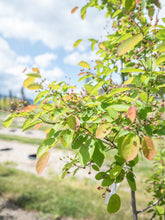 Load image into Gallery viewer, Autumn Brilliance Serviceberry (Tree Form) - Purple Springs Nursery