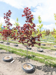 Prairie Splendor Maple - Purple Springs Nursery