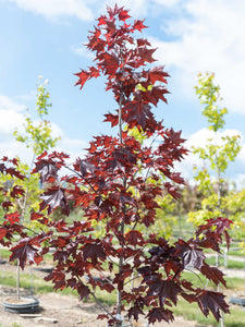 Prairie Splendor Maple - Purple Springs Nursery