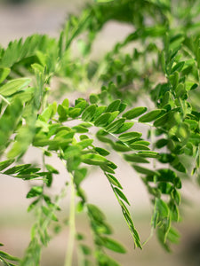 Northern Acclaim Honeylocust - Purple Springs Nursery