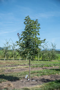Deborah Maple - Purple Springs Nursery