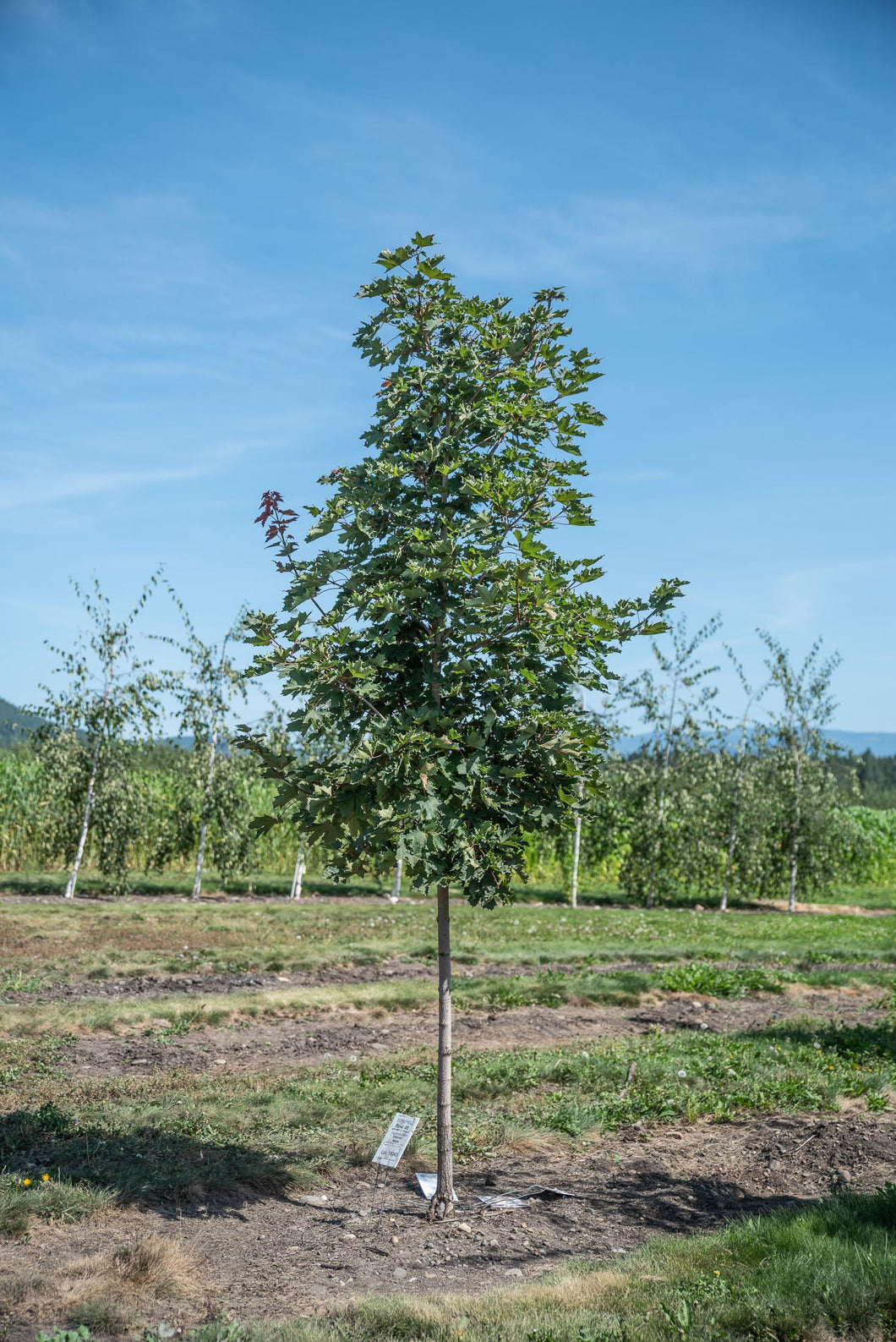Deborah Maple - Purple Springs Nursery
