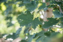 Load image into Gallery viewer, Deborah Maple - Purple Springs Nursery