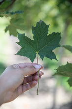 Load image into Gallery viewer, Deborah Maple - Purple Springs Nursery
