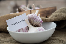 Load image into Gallery viewer, Purple Russian - Purple Springs Nursery