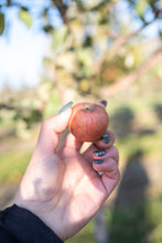 Load image into Gallery viewer, Honeycrisp Apple - Purple Springs Nursery