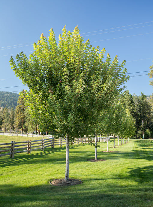 Autumn Blaze Maple - Purple Springs Nursery