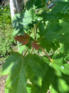 Scarlet Sentinel Maple | Field Grown - Purple Springs Nursery