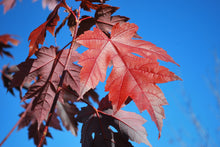 Load image into Gallery viewer, Autumn Blaze Maple - Purple Springs Nursery