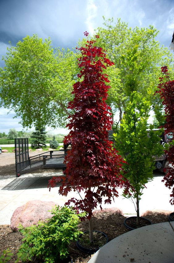 Crimson Sentry Maple - Purple Springs Nursery