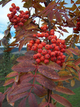 Load image into Gallery viewer, Showy Mountain Ash - Purple Springs Nursery